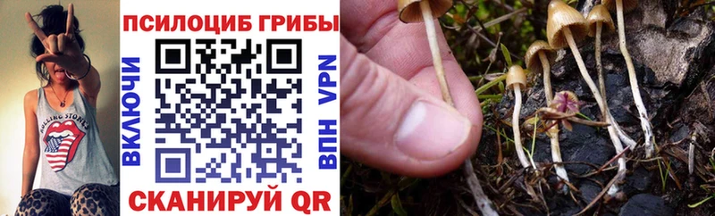 Псилоцибиновые грибы Psilocybine cubensis  Купить закладки  Губкинский 